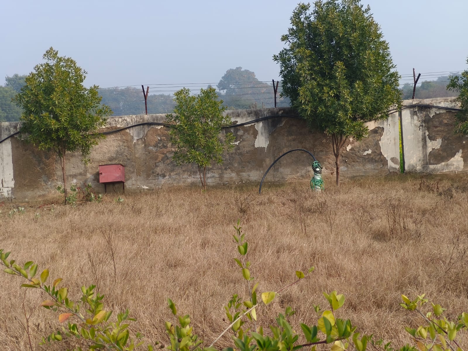 grass boundary